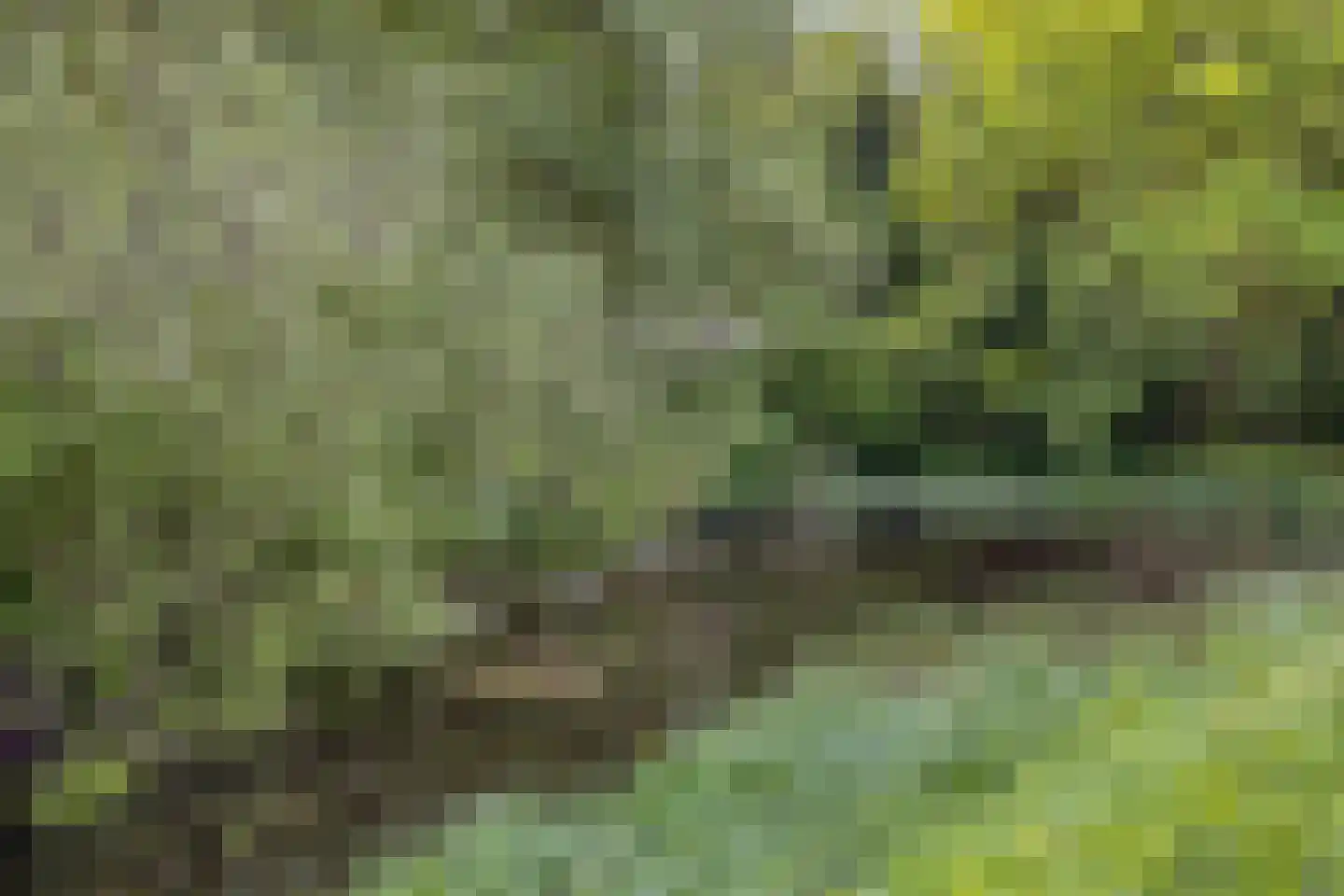 Sperwerhorst 63 Cuijk thumbnail 24