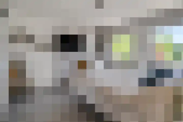 Sperwerkamp 1 Driebergen-Rijsenburg thumbnail 21