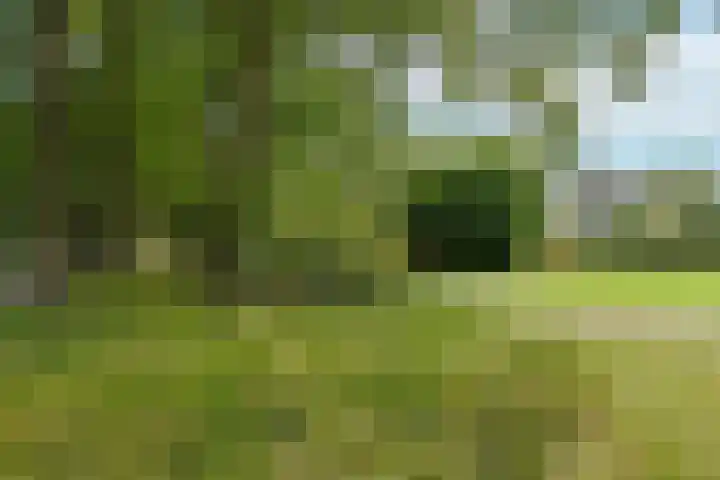 Sperwerkamp 87 Driebergen-Rijsenburg thumbnail 33