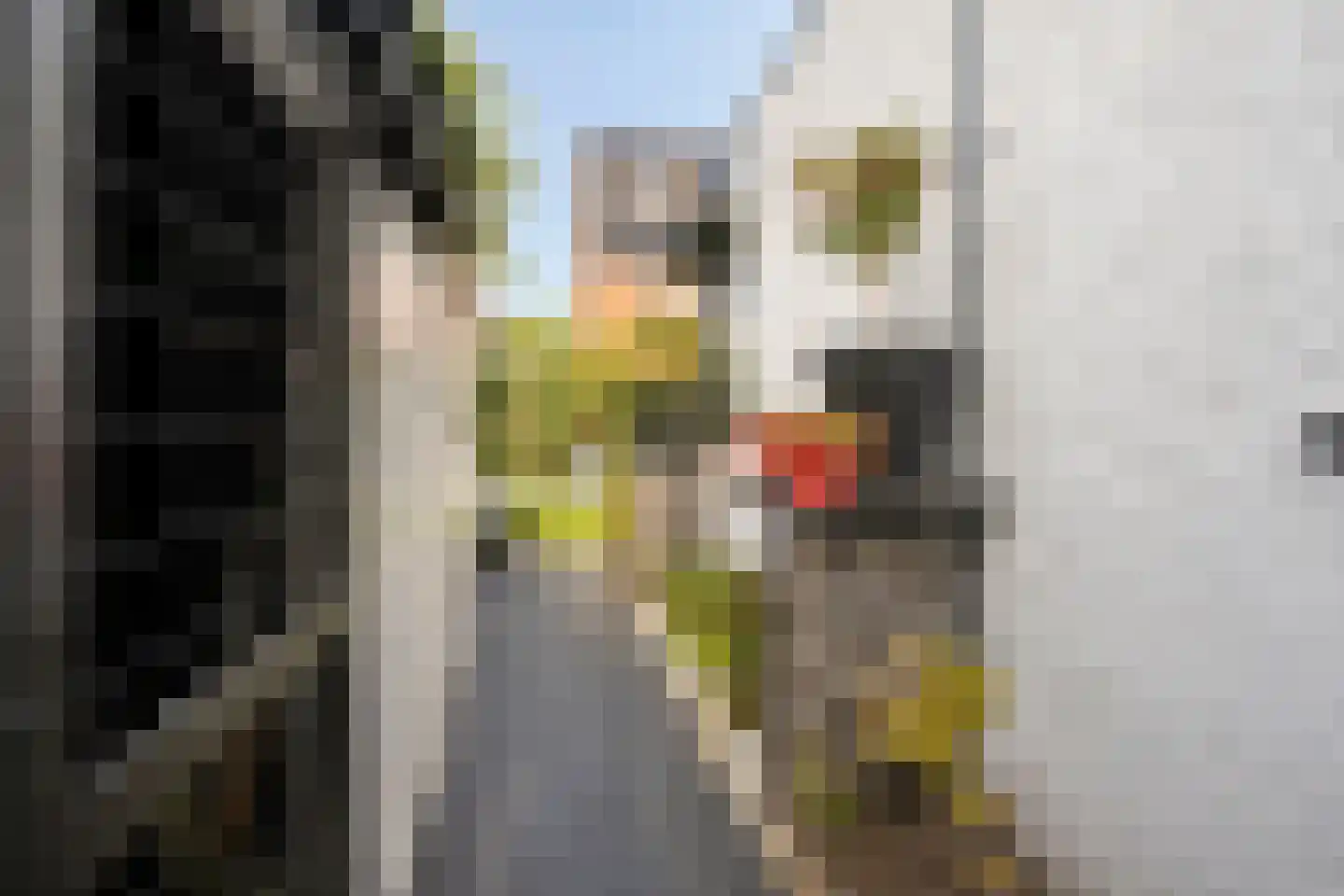 Sperwerstraat 34 Venray thumbnail 45