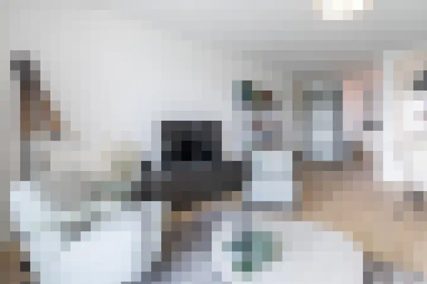 Sphinxlunet 32 E Maastricht thumbnail 5