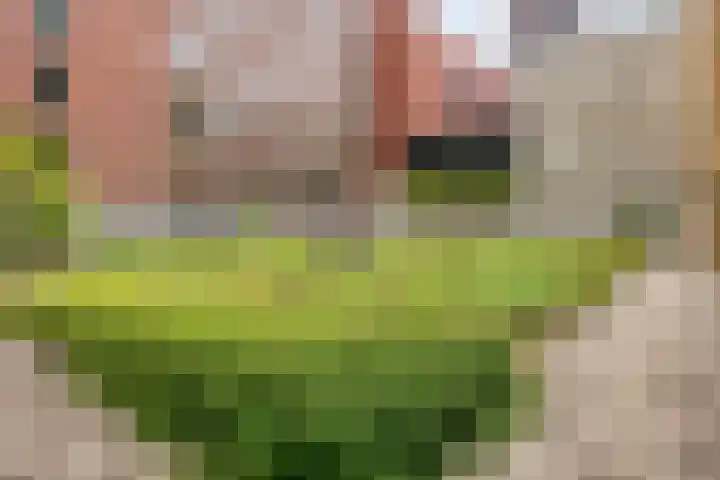 Spiegeltuin 44 's-Hertogenbosch thumbnail 24