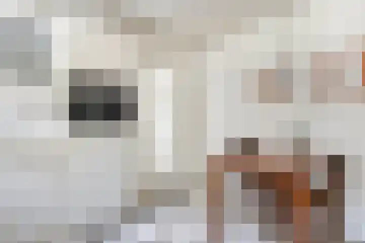 Spiekerbrink 1 Zwolle thumbnail 15