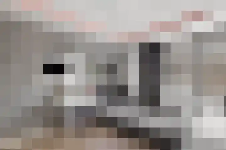 Spiering 7 Hellevoetsluis thumbnail 17