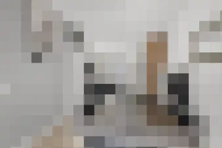 Spiering 7 Hellevoetsluis thumbnail 7
