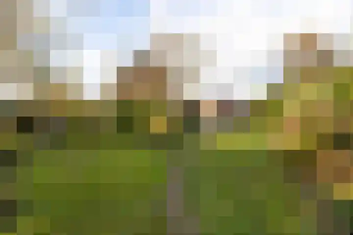 Spieringweg 1213 Zwaanshoek thumbnail 25