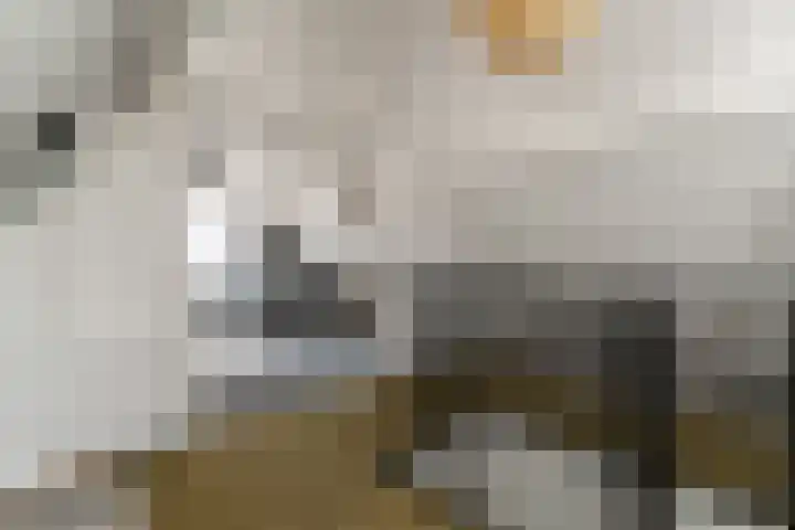 Spinet 28 Zevenaar thumbnail 42