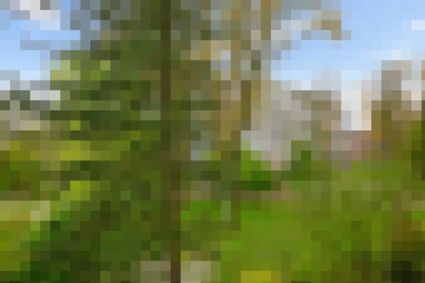 Spinnekop 18 Amsterdam thumbnail 13