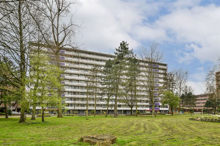 Spinnekop 67 en Amsterdam foto