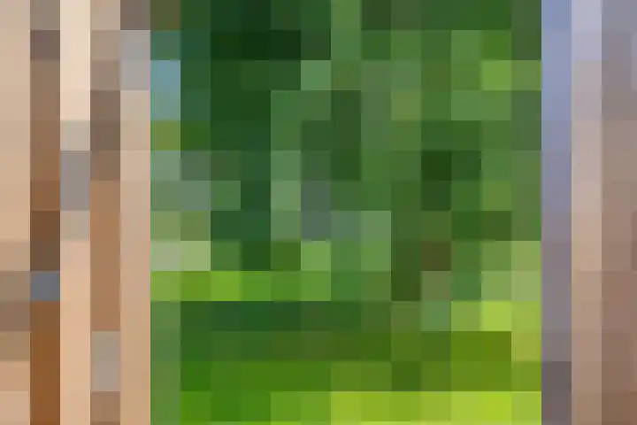 Spinnekop 9 Sneek thumbnail 29