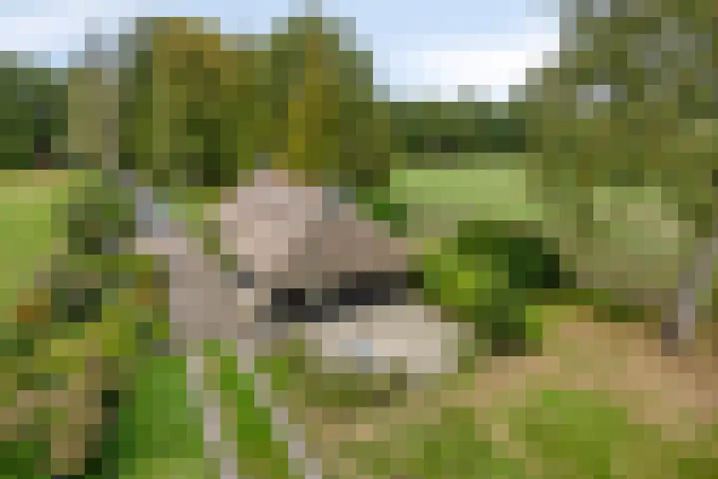 Spinnerslaan 4 Paasloo thumbnail 29