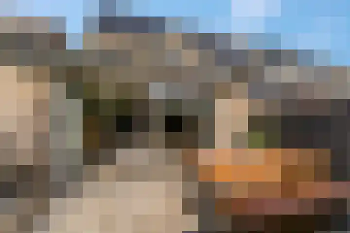Spinozastate 43 Ede thumbnail 34