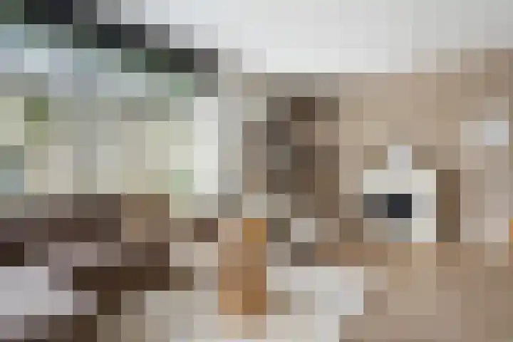 Spinwiefien 24 Zuidwolde thumbnail 12