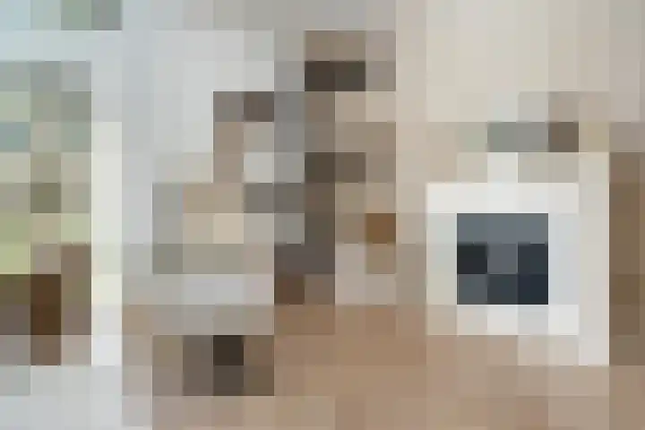 Spinwiefien 24 Zuidwolde thumbnail 13