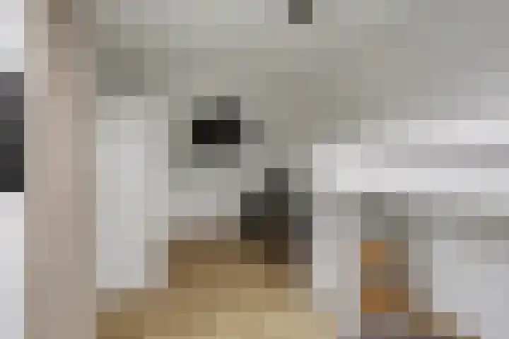 Spion 2 Gorinchem thumbnail 30
