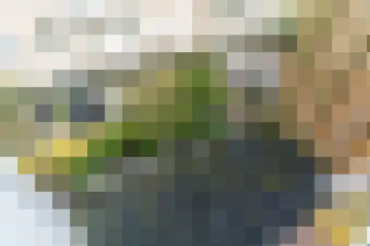 Spiraeastraat 69 Den Haag thumbnail 9