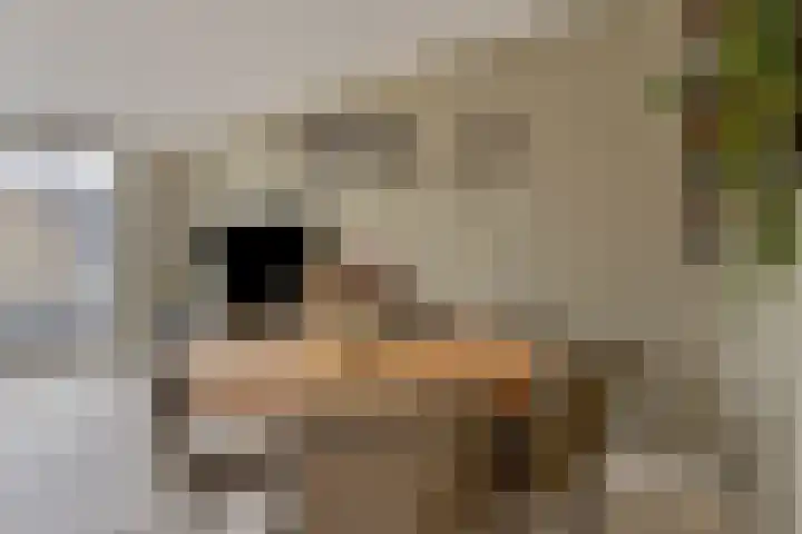 Spirealaan 15 Rosmalen thumbnail 8
