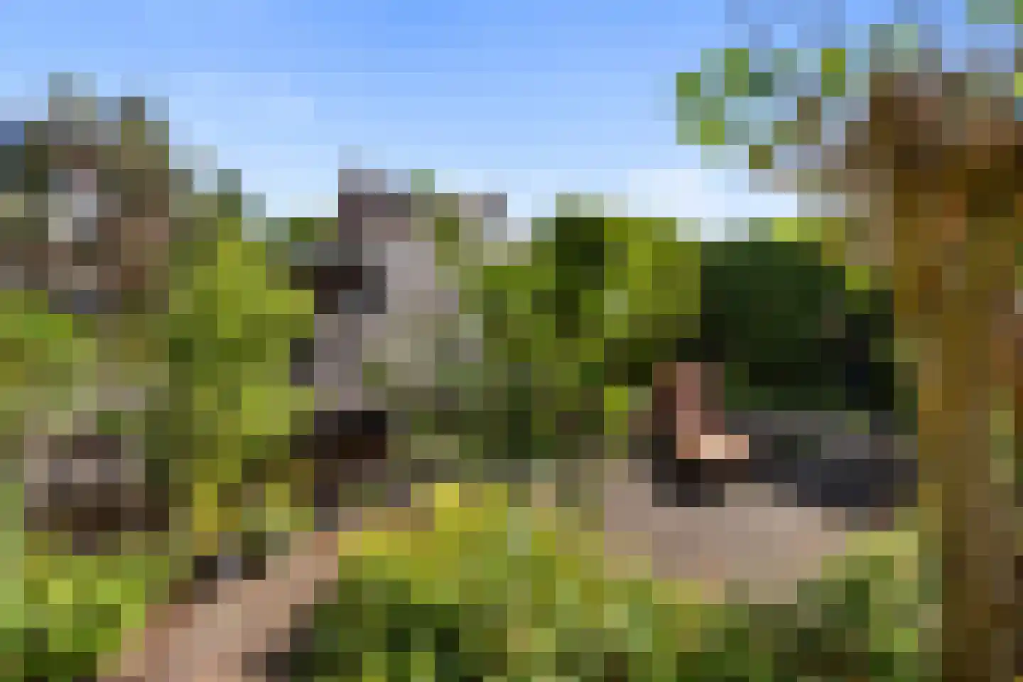 Spirealaan 27 Sint Pancras thumbnail 29
