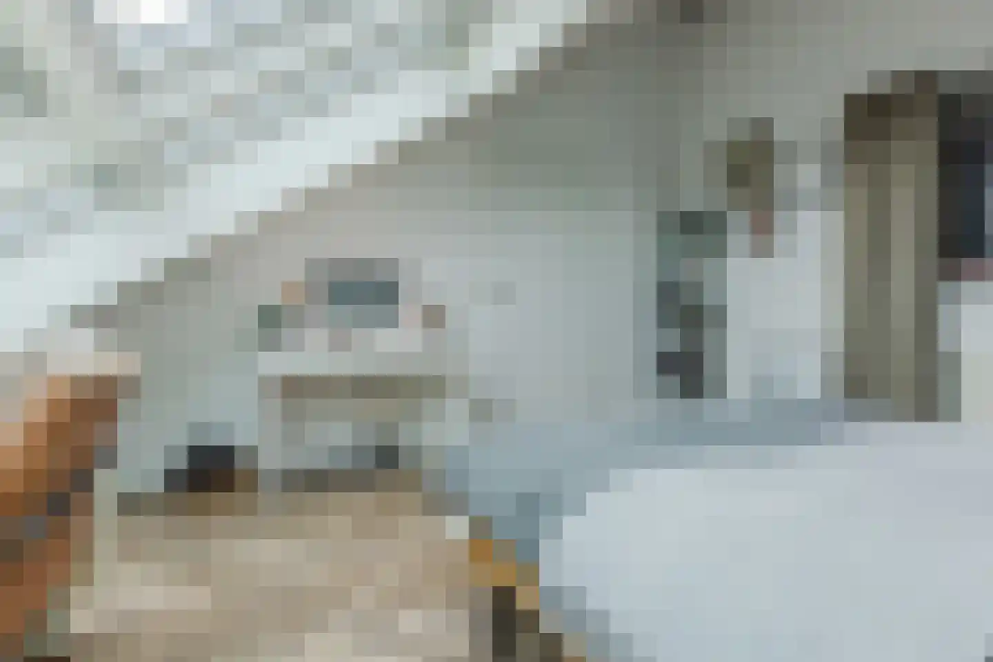 Spits 4 Bergen op Zoom thumbnail 48