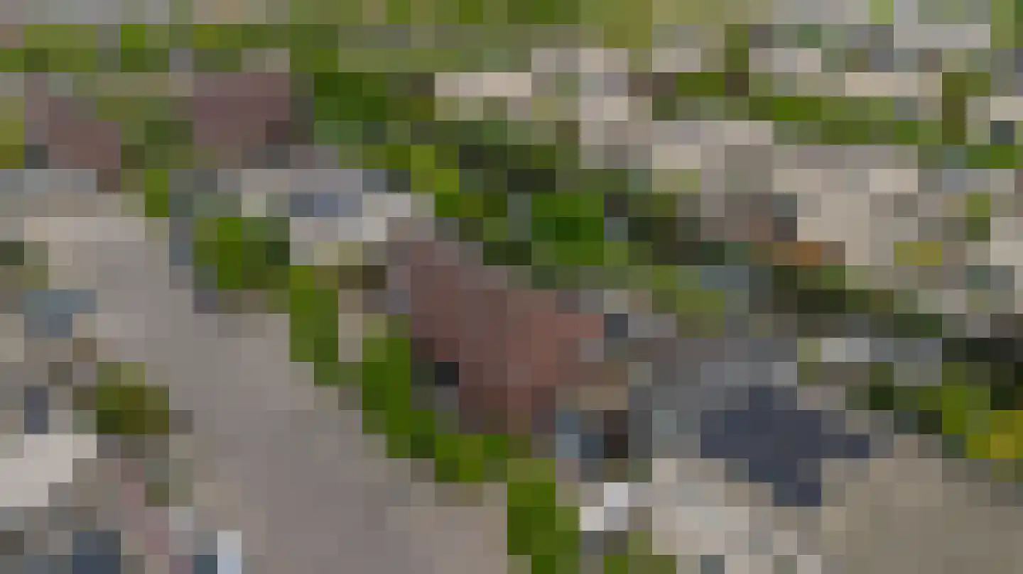 Spits 4 Bergen op Zoom thumbnail 65