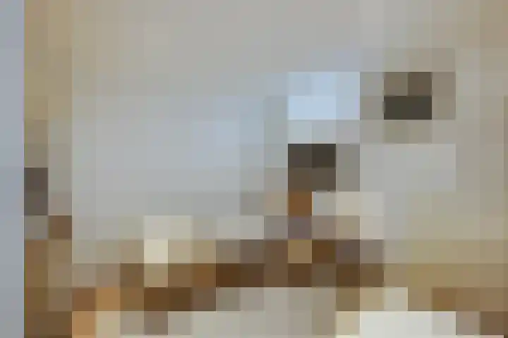 Splinterlaan 38 Leiderdorp thumbnail 22