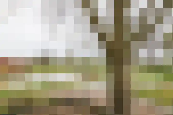 Spoarloane 12 Feanwâlden thumbnail 51