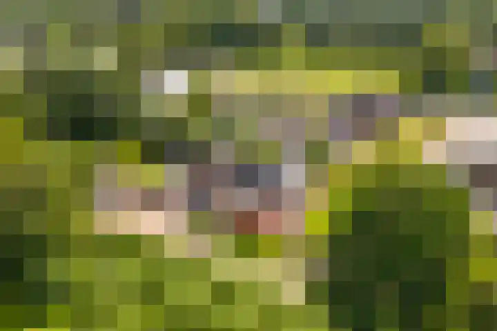 Spoarstrjitte 2 De Westereen thumbnail 50