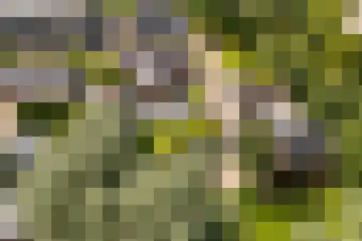 Spoarstrjitte 2 De Westereen thumbnail 53