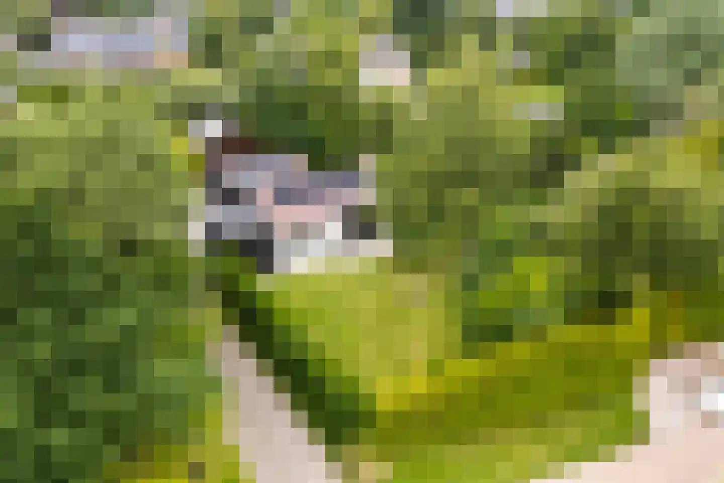 Spoarstrjitte 4 De Westereen thumbnail 51