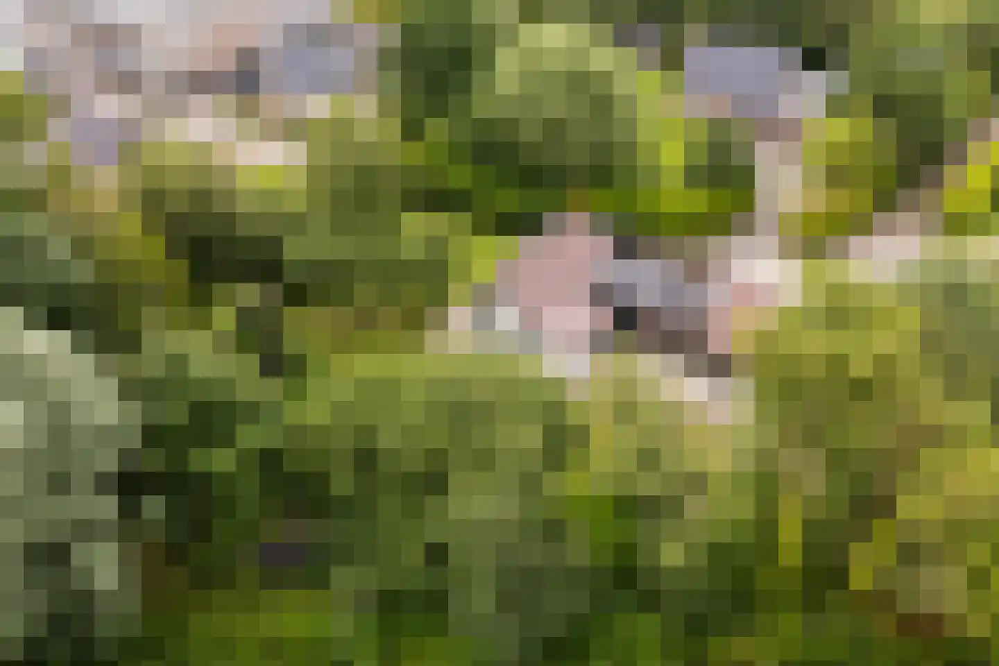 Spoarstrjitte 4 De Westereen thumbnail 52