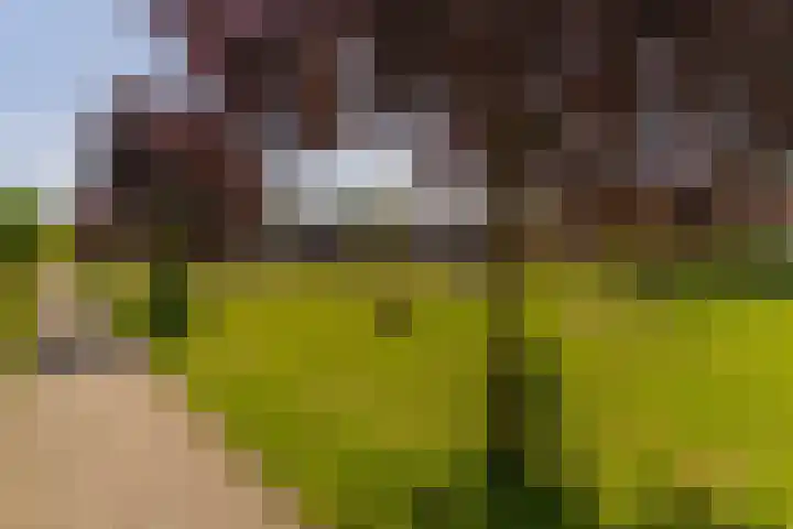 Spoekeboompje 28 Elspeet thumbnail 8