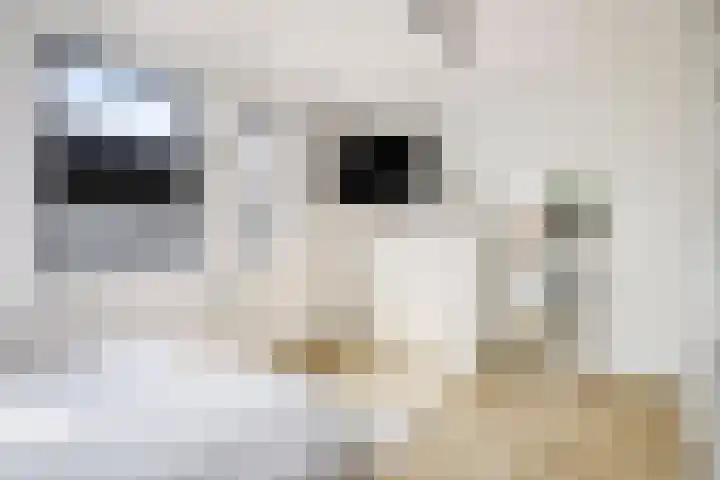 Spoordonkseweg 2 Oirschot thumbnail 31