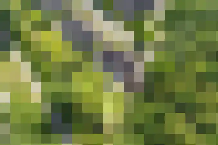 Spoorpad 8 Baarle-Nassau thumbnail 62