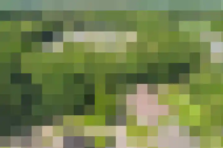 Spoorpad 8 Baarle-Nassau thumbnail 65
