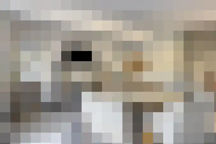 Spoorven 627 Veghel thumbnail 8