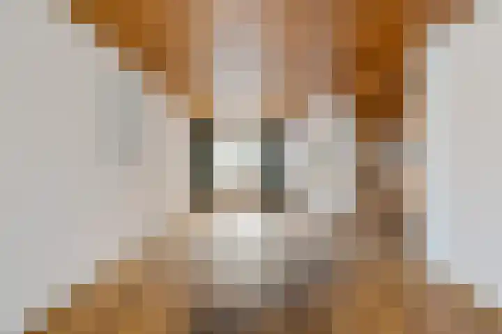 Spoorwaterlaan 20 Eindhoven thumbnail 8