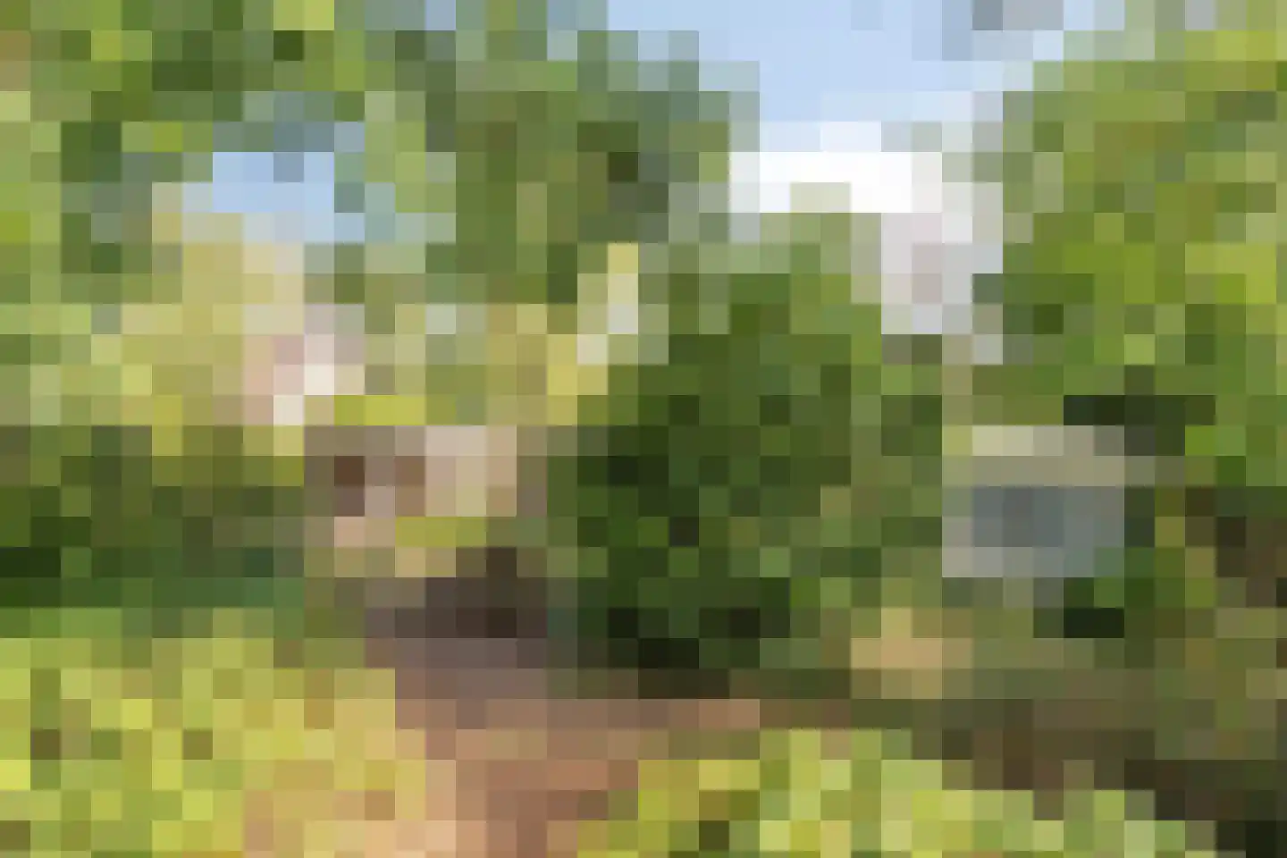 Sporkehout 36 Geldrop thumbnail 11