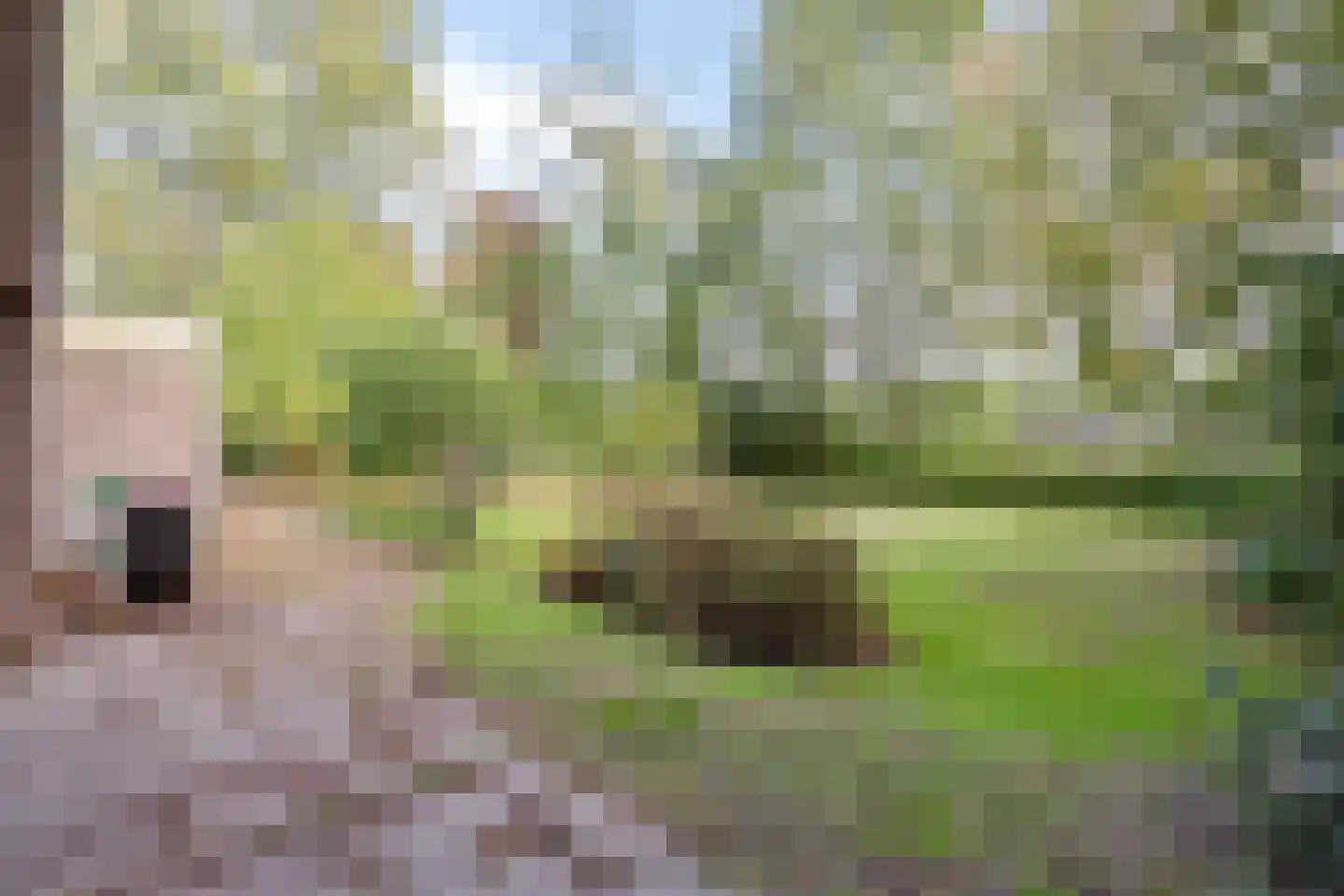 Sporkehout 36 Geldrop thumbnail 30