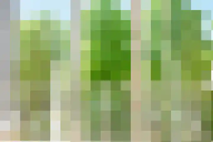 Sportlaan 1136 Den Haag thumbnail 6