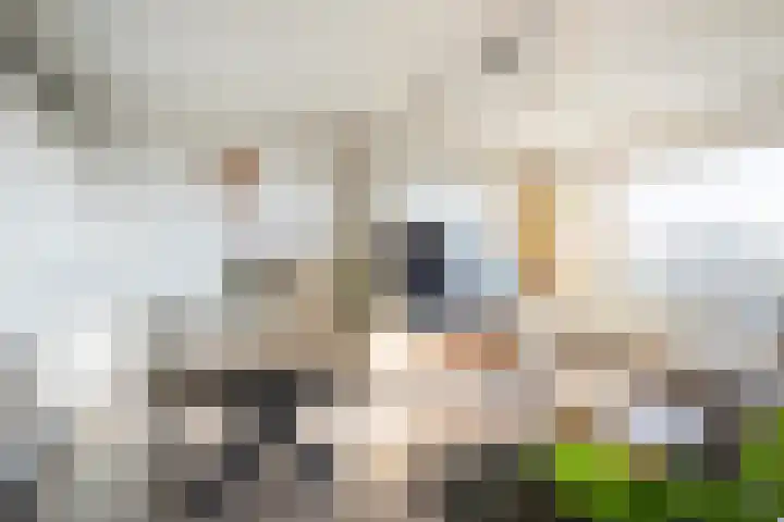 Sportlaan 268 Vlaardingen thumbnail 9
