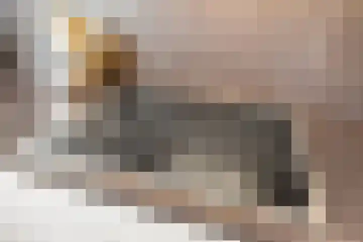 Sportlaan 662 Den Haag thumbnail 19