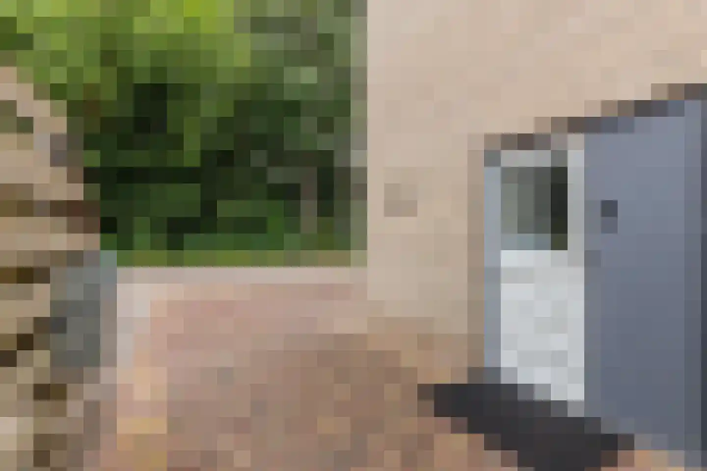 Sportsingel 18 Bant thumbnail 7
