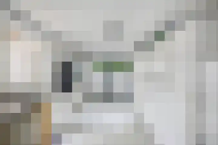 Sportsingel 20 Bant thumbnail 15