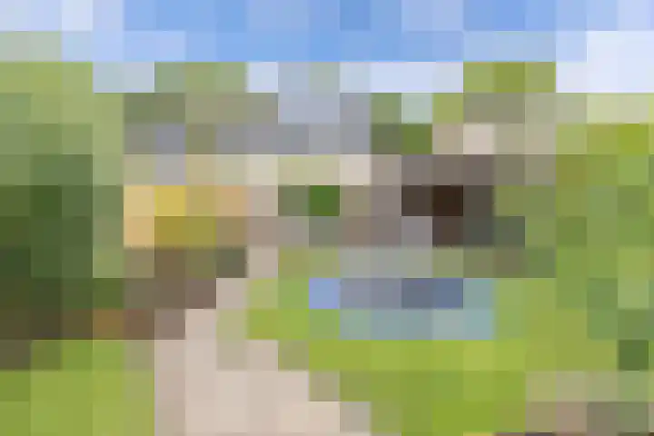 Sportsingel 20 Bant thumbnail 38