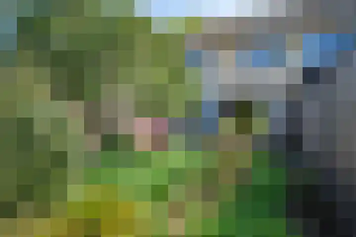 Sportsingel 22 Bant thumbnail 34