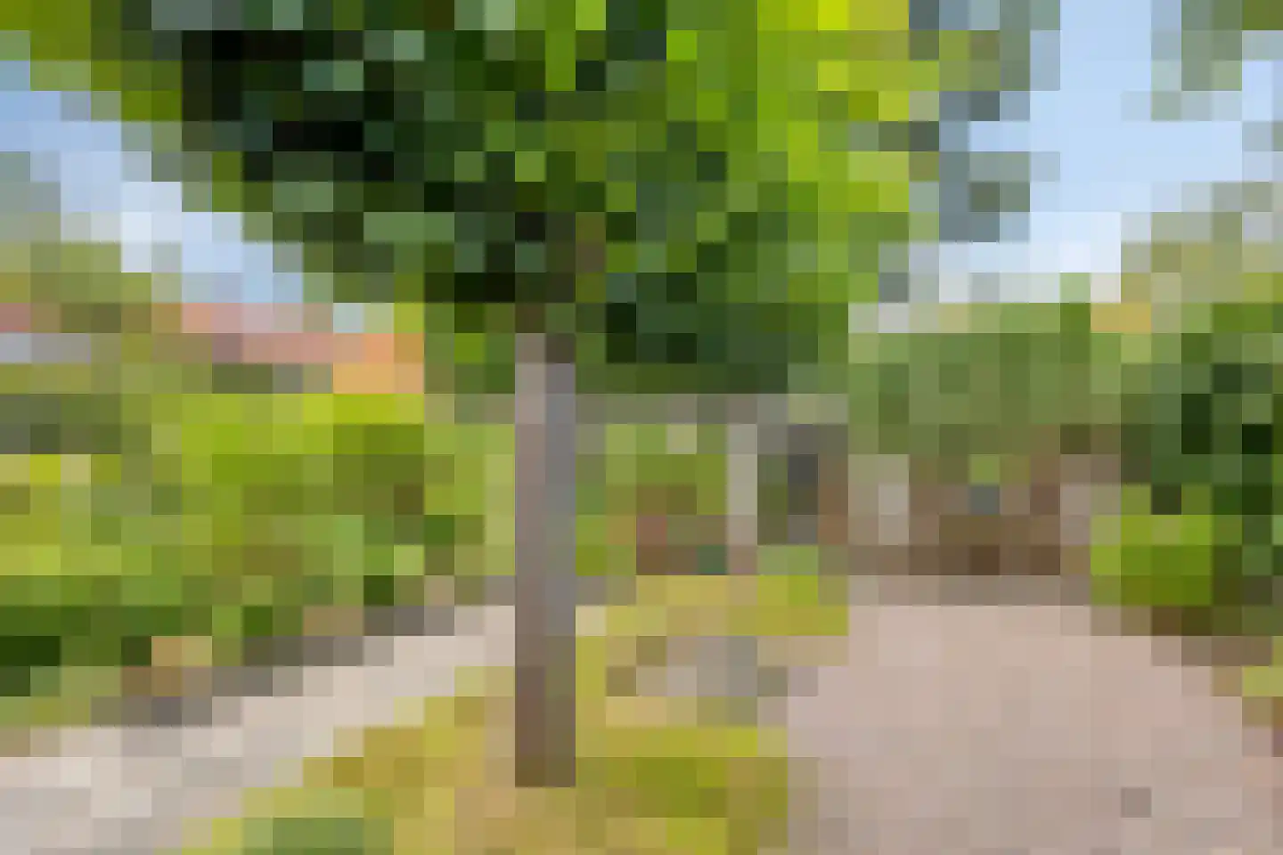 Sportsingel 34 Bant thumbnail 36