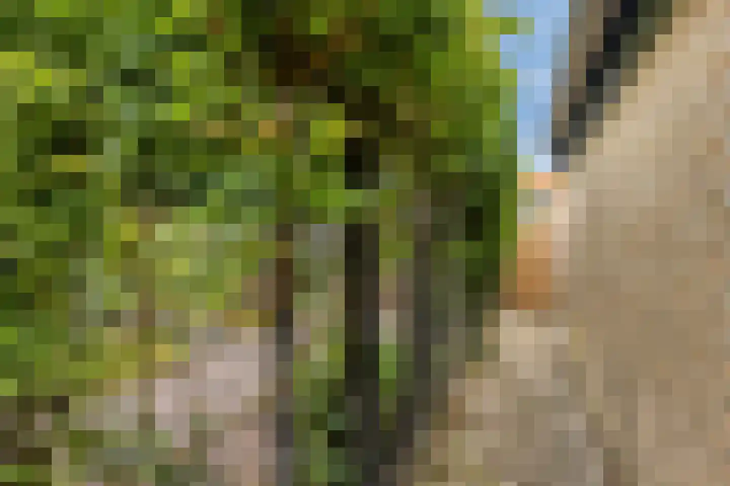 Sportsingel 34 Bant thumbnail 37