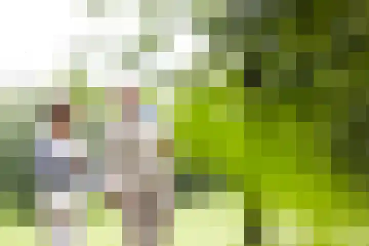 Sportveldstraat 54 Linne thumbnail 18