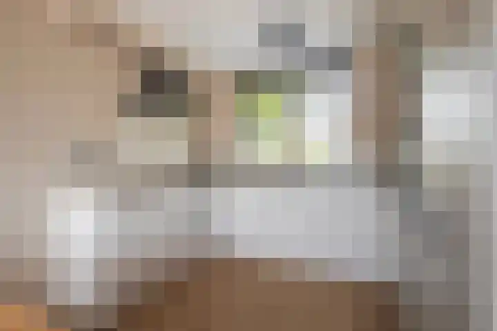 Spotvogelstraat 45 Duiven thumbnail 4