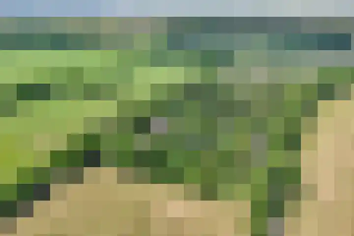 Sprakelingen 10 Wittelte thumbnail 44